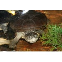 Tortuga de caja Africana - Pelusios Castaneus  (Adultas)